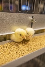 Baby chickens at feeder station