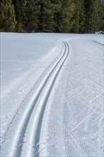 USA, Idaho, Sun Valley, Cross country ski trail near forest