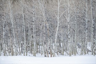 USA, Idaho, Sun Valley, Aspen forest in winter in Sawtooth National Forest