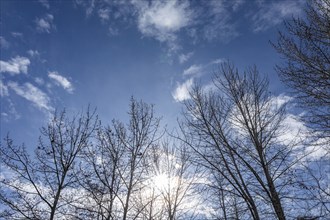 USA, Idaho, Bellevue, Sun shining through bare aspen trees