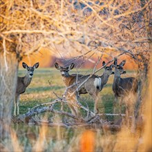 USA, Idaho, Picabo, Herd of deer in field