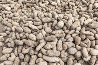 Pile of potatoes left for public by farmers during COVID-19 pandemic