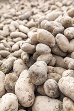Pile of potatoes left for public by farmers during COVID-19 pandemic