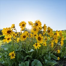 USA, Idaho, Boise, Arrowleaf Balsamroot in bloom