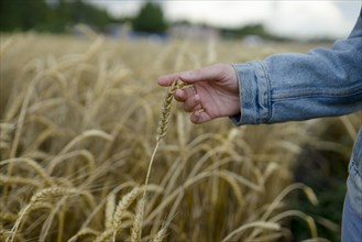 Russia, Omsk, Close up of woman's hand touching wheat ears in field
