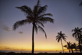 USA, Hawaii, O'ahu, Kailua Beach, Silhouette of palm trees at sunset
