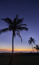 USA, Hawaii, O'ahu, Kailua Beach, Silhouette of palm trees at sunset