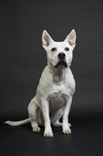White pit bull terrier on black background