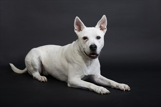 White pit bull terrier on black background