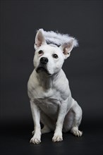 White pit bull terrier with halo on black background