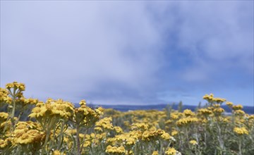 USA, California, Yellow flowers in meadow