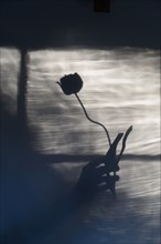 Shadow of woman holding flower