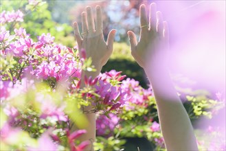 Female hands among pink flowers