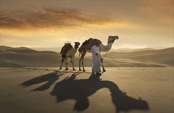 United Arab Emirates, Dubai, Man leading camels in desert