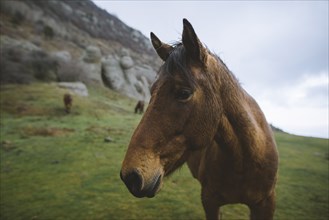 Ukraine, Crimea, Brown Icelandic horse in mountain meadow