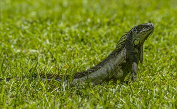 Young iguana in grass,,