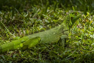 Green iguana in grass,,