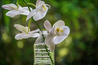 White orchid in plastic bottle,,