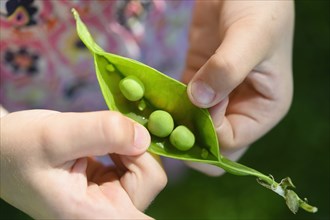 Girl opening pea pod from garden,,