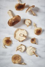 Harvested mushrooms on table,,