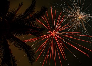 Palm tree and firework display,,