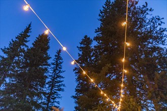 String lights against pine trees,,