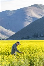 USA, Farmer examining mustard crop,