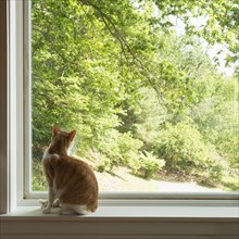 House cat looking out window,,