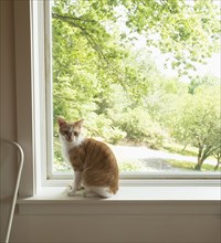 House cat on window sill,,