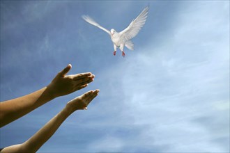 Woman's hands releasing dove in sky