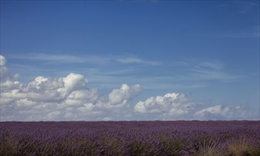 France, Provence, Lavender field and cloudy sky