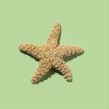 Starfish on green background