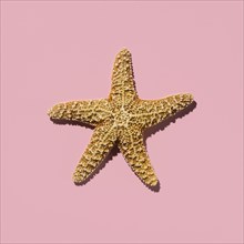 Starfish on pink background