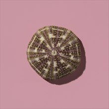 Sea urchin shell on pink background