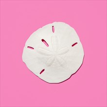 Sand dollar fossil shell on pink background
