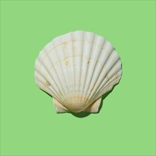 Scallop shell on green background