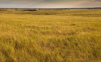 USA, South Dakota, Field of prairie grass