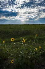 USA, South Dakota, Wild daisies in prairie