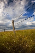 USA, South Dakota, Barbed wire fence and prairie grass in field