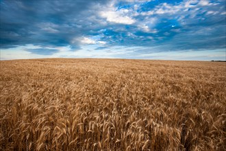 USA, South Dakota, Field of crop in summertime