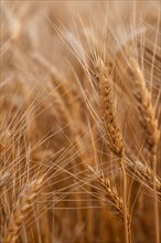 USA, South Dakota, Close-up of crop kernel
