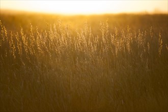 USA, South Dakota, Prairie grass field at sunset