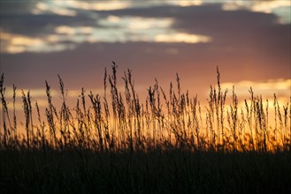 USA, South Dakota, Silhouette of prairie grass in field at sunset
