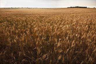 USA, South Dakota, Golden wheat field