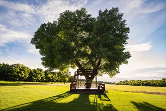 USA, Utah, Salem, Big tree with wooden tree house