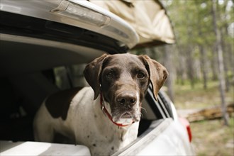 German Shorthaired Pointer in car trunk on camping, Wasatch-Cache National Forest