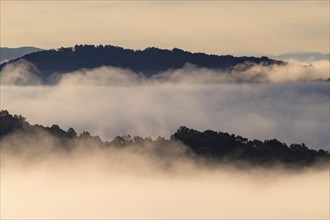 USA, Georgia, Fog and clouds above forest and Blue Ridge Mountains at sunrise
