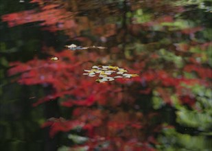 USA, Georgia, Leaves on water reflecting Autumn trees