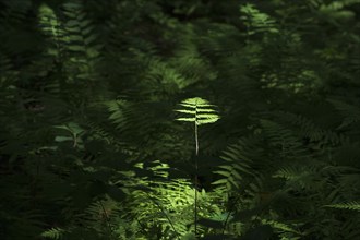 USA, Georgia, Fern in sunlight in forest