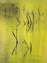 USA, North Carolina, Grass in green rippled pond